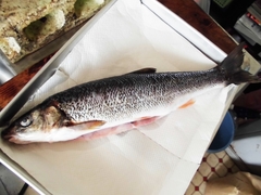 6月前半のウグイの塩焼き (5).jpg