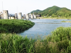 6月後半の松田川産タイリクスズキの皮付の刺身 (1).jpg