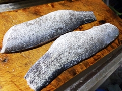 6月後半の松田川産タイリクスズキの皮付の刺身 (8).jpg