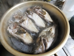 高鮮度なカサゴの蒸し物 (10).jpg