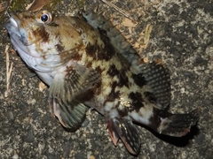 高鮮度なカサゴの蒸し物 (1).jpg