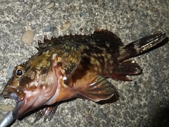 高鮮度なカサゴの蒸し物 (2).jpg
