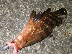 高鮮度なカサゴの蒸し物 (3).jpg