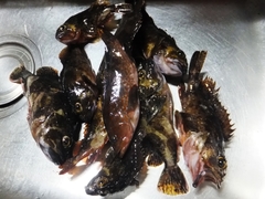 高鮮度なカサゴの蒸し物 (4).jpg