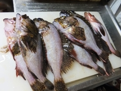 高鮮度なカサゴの蒸し物 (5).jpg