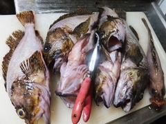 高鮮度なカサゴの蒸し物 (6).jpg