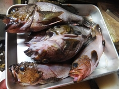 高鮮度なカサゴの蒸し物 (7).jpg